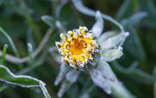 Morning frost on a dandelion — Stock Photo, Image