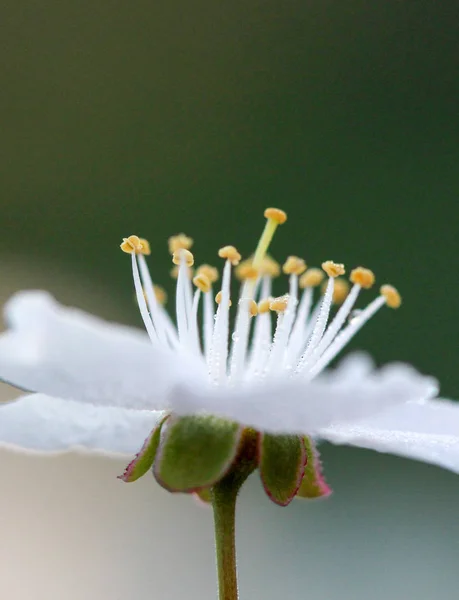 Primer plano de las flores de primavera —  Fotos de Stock