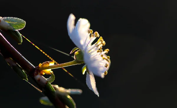 Gros plan sur les fleurs du printemps — Photo