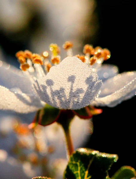 Blisko wiosennych kwiatów — Zdjęcie stockowe
