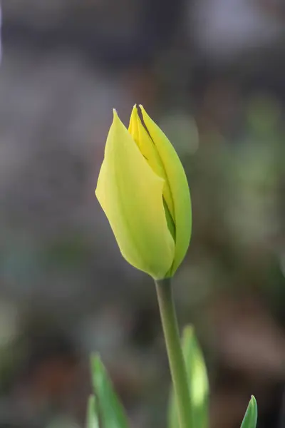 Bulbo tulipano chiuso, profondità di campo ridotta — Foto Stock