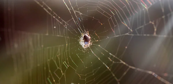 Braune Spinne aus nächster Nähe — Stockfoto