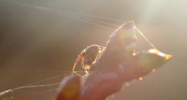 Brown spider close up — стоковое фото