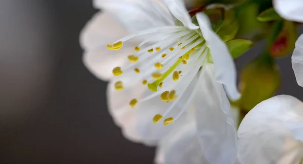 Κλαδιά με άνθη κερασιάς — Φωτογραφία Αρχείου