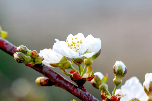 Twigs with cherry blossom — Stock Photo, Image