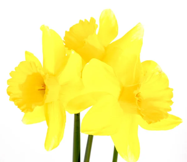 Gele narcis bloemen bloeien, voorjaar thema — Stockfoto