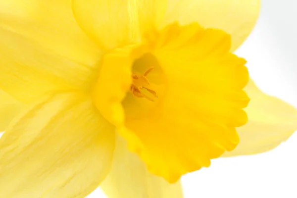 Sárga nárciszvirág virágzik, tavasz téma — Stock Fotó