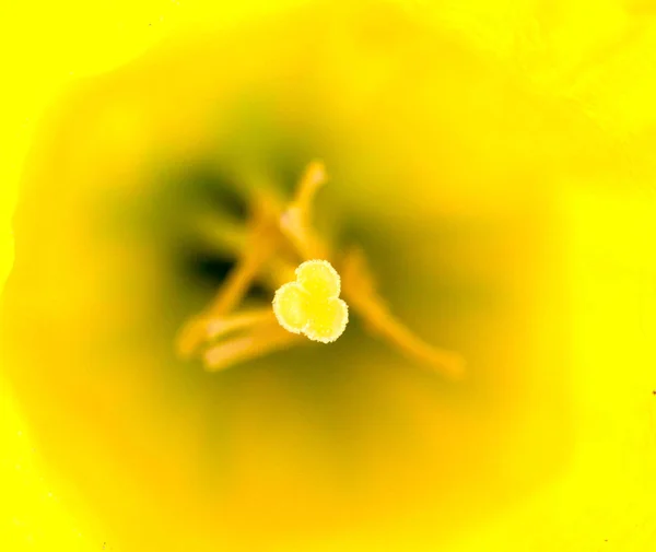 Κίτρινα άνθη ασφόδελου ανθίζουν, θέμα άνοιξη — Φωτογραφία Αρχείου