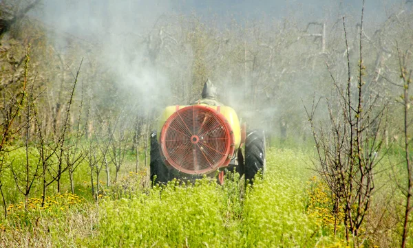 Traktor sprutar insektsmedel i Körsbärsträdgården — Stockfoto