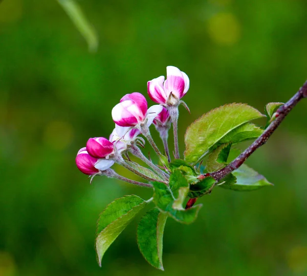 Delikatne, piękny kwiat tree.morning apple strzał — Zdjęcie stockowe