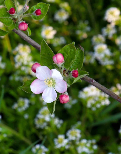 Fragile , beautiful blossom of an apple tree.morning shot — Stock Photo, Image