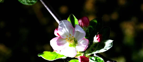 Εύθραυστη, όμορφο άνθος της ένα μήλο tree.morning πλάνο — Φωτογραφία Αρχείου