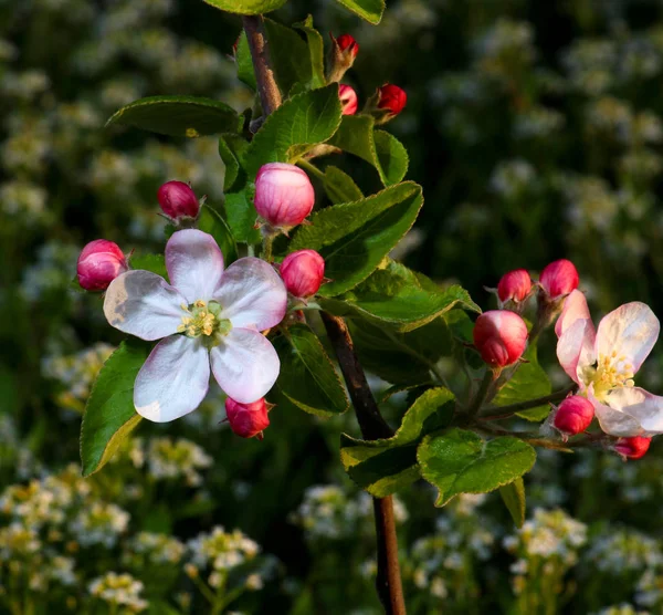 Delikatne, piękny kwiat tree.morning apple strzał — Zdjęcie stockowe