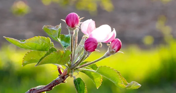 Fragile , beautiful blossom of an apple tree.morning shot — Stock Photo, Image