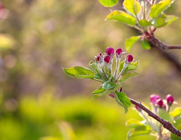 Bräcklig, vacker blomning av en apple tree.morning sköt — Stockfoto