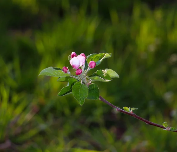 Fragile , beautiful blossom of an apple tree.morning shot — Stock Photo, Image