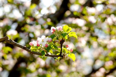 çiçek açması elma ağacı meyve bahçesi, Bahar Tema