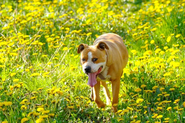 Mujer american staffordshire terrier, perro imagen de un — Foto de Stock