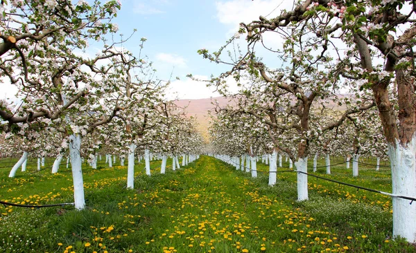 Blosoming apple trees protected with bordeaux mix — Stock Photo, Image