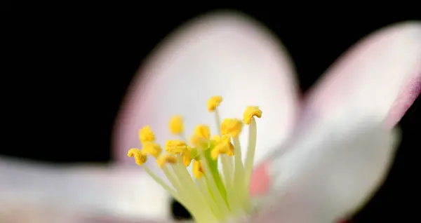 Μακροεντολή εικόνα του ένα δέντρο λουλούδια την άνοιξη — Φωτογραφία Αρχείου