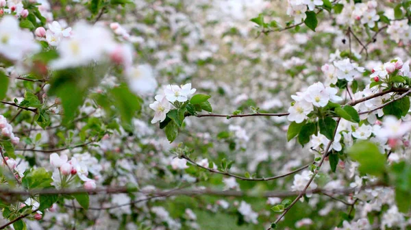 Apfelblüten in einem Obstgarten — Stockfoto