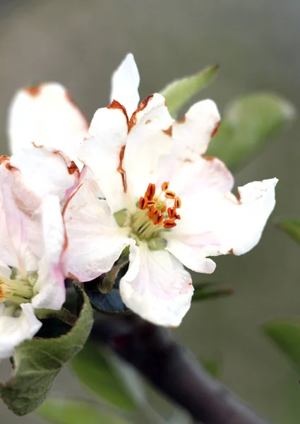 Äpple blommar skadas av morgon Frost — Stockfoto