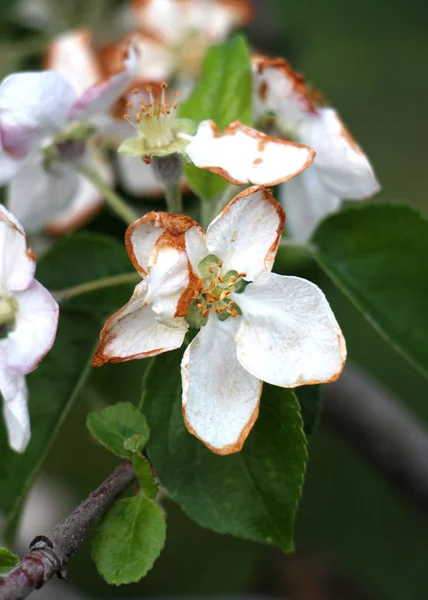 Kwiaty jabłkowe uszkodzone przez poranny mróz — Zdjęcie stockowe