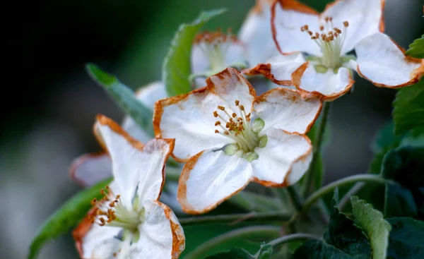 Apple blossoms damaged by morning frost — Stock Photo, Image