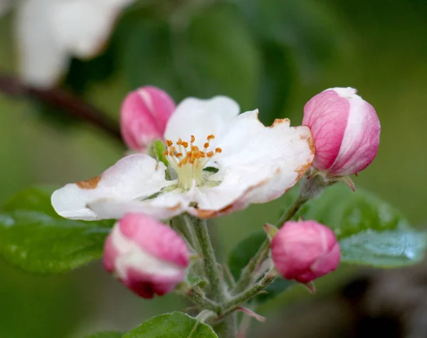 Flores de maçã danificadas pela geada matinal — Fotografia de Stock