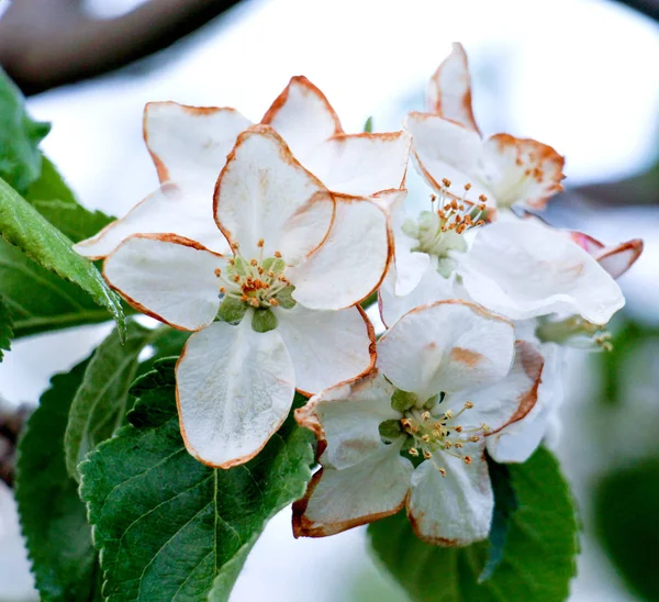 Äpple blommar skadas av morgon Frost — Stockfoto