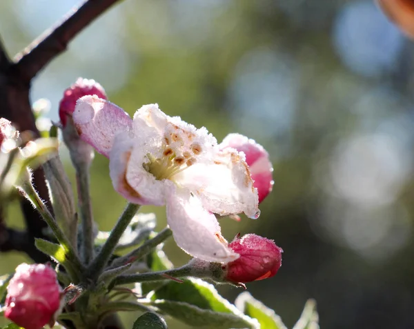 Morgon frost på ett äpple blommar, april 21, 2017 — Stockfoto