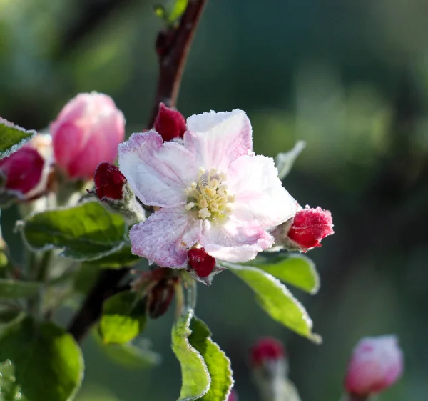 Morgon frost på ett äpple blommar, april 21, 2017 — Stockfoto