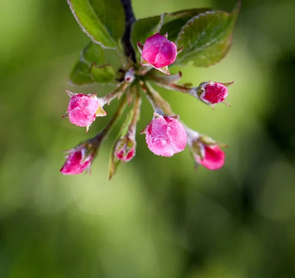 りんごの花の朝霜、2017年4月21日 — ストック写真