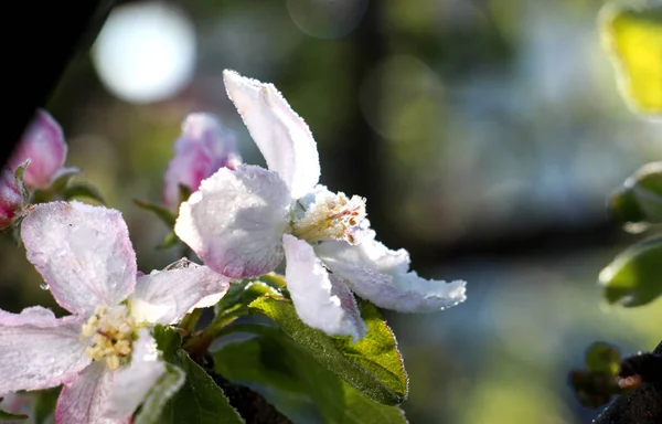 Morning frost on an apple blossoms,april 21,2017 — Stock Photo, Image