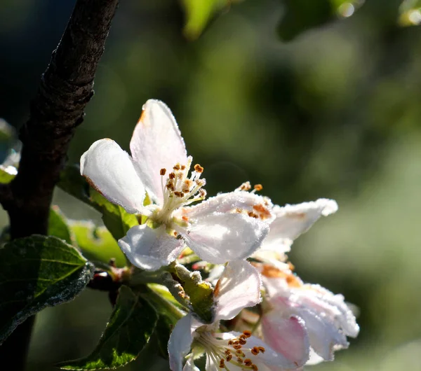Утренний мороз на яблочном цветке, 21 апреля 2017 г. — стоковое фото