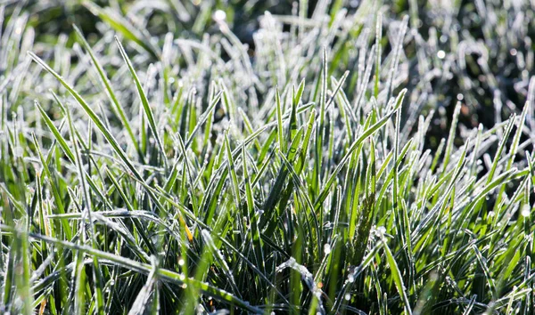 Green grass with morning frost — Stock Photo, Image