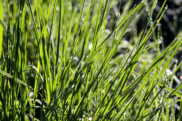 Зеленая трава с утренним морозом — стоковое фото