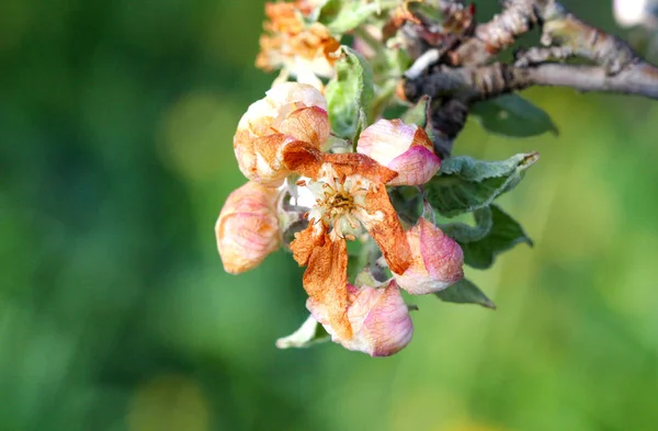 Apple blossom damaged by morning frost in region of prespa,macedonia — Stock Photo, Image
