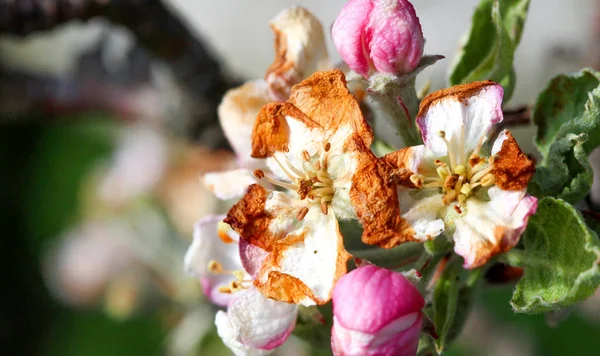 Цвітіння яблук, пошкоджене ранковими морозами в регіоні Преспа, Медедонія — стокове фото