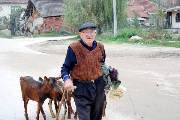 Viejo y sus cabras regresan a casa después de pastar en el pueblo cerca de la ciudad de Strumica, Macedonia — Foto de Stock