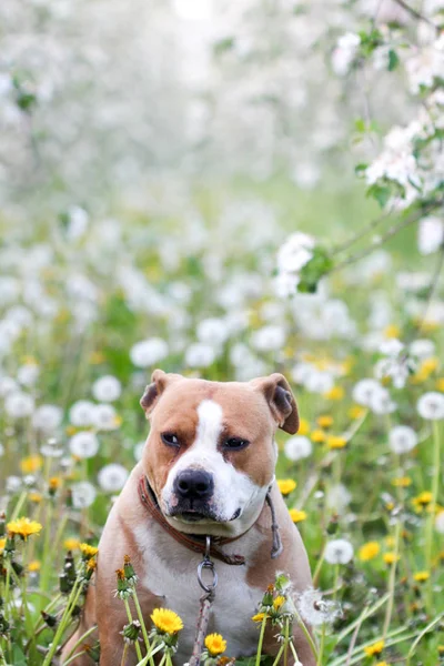 Amstaff θηλυκό σκυλί — Φωτογραφία Αρχείου