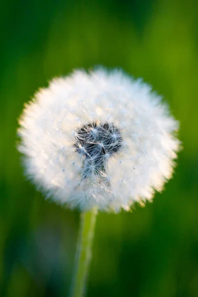 Image of a dandelion flower — Stock Photo, Image