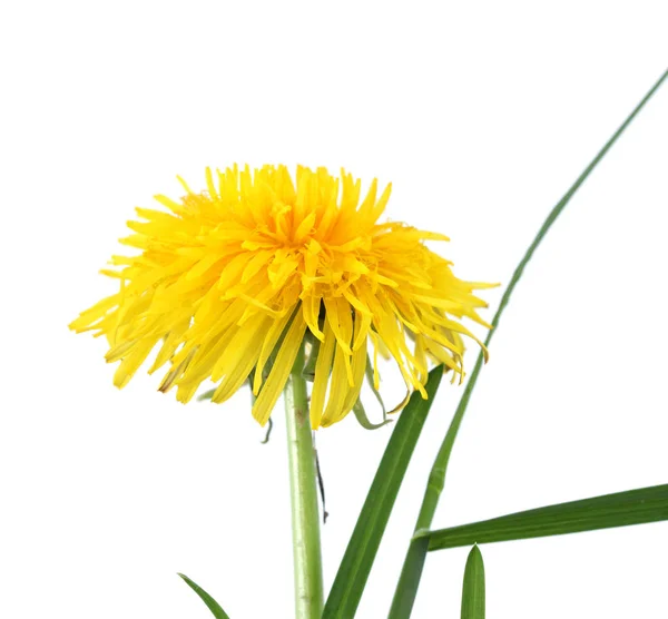 Diente de león (Taraxacum officinale ) — Foto de Stock