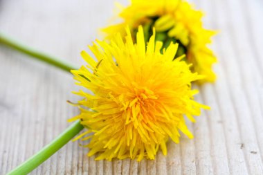 Karahindiba karahindiba officinale