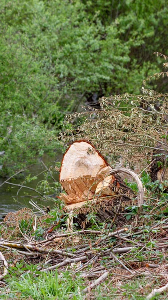 Řez stromů v lese, velmi malá hloubka ostrosti. — Stock fotografie