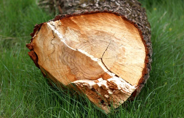 Cut tree in the forest, very shallow depth of field. — Stock Photo, Image