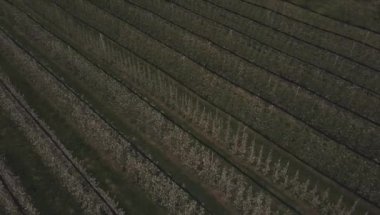 çiçek açması elma bahçesi