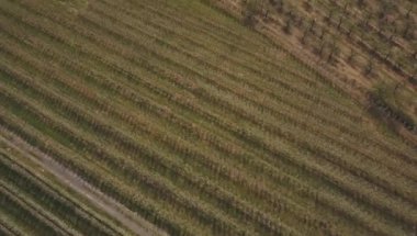 çiçek açması elma bahçesi