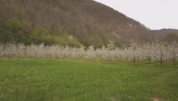 Kwitnąca sadu — Wideo stockowe