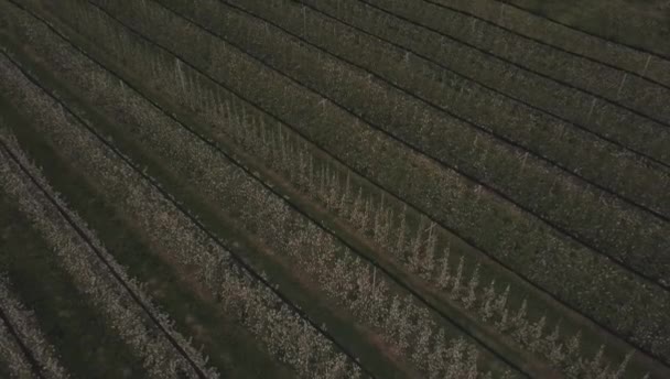 Huerto de manzanas en flor — Vídeo de stock